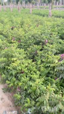 高度30厘米四季玫瑰