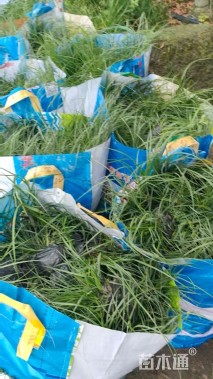 高度30厘米小兔子狼尾草