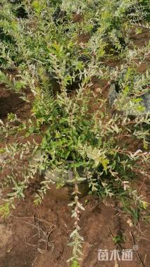 10公分日本红枫