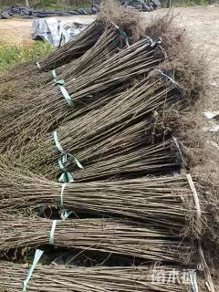 高度150厘米红榉小苗