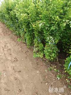 高度120厘米胡枝子