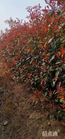 高度170厘米红叶石楠绿篱苗