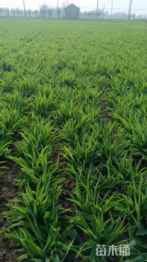 高度30厘米金娃娃萱草