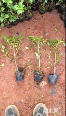 高度30厘米三角梅