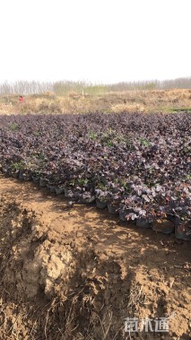 高度40厘米红花继木