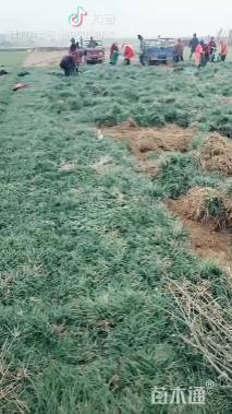 高度16厘米麦冬