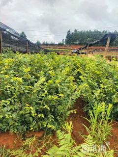 高度80厘米红榉小苗