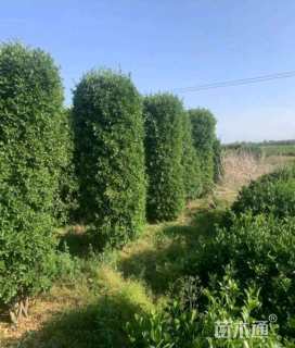 高度80厘米大叶黄杨柱