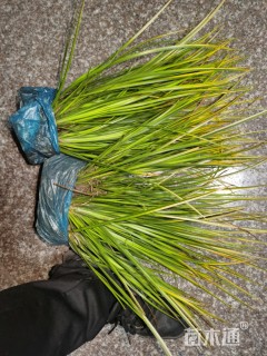 高度30厘米黄菖蒲