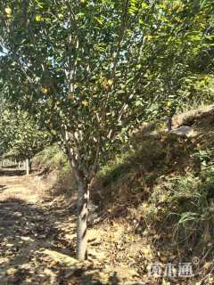 15公分日本晚樱