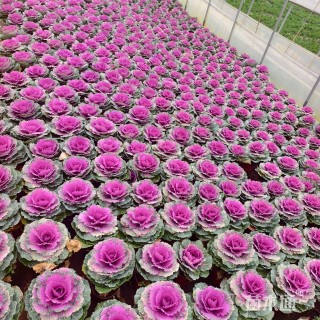 高度16厘米羽衣甘蓝