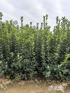 高度60厘米大叶黄杨