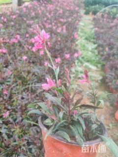 高度15厘米山桃草