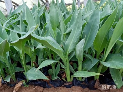 高度40厘米水生美人蕉