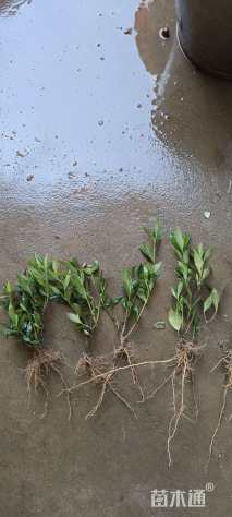 高度25厘米小叶栀子小苗