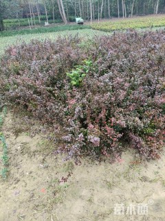 高度30厘米红叶小檗