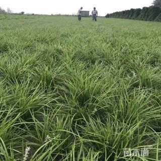 高度15厘米麦冬