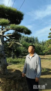 高度300厘米油松