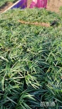 高度30厘米沿阶草