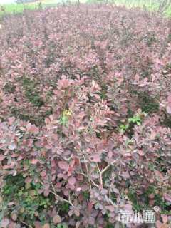 高度50厘米红叶小檗