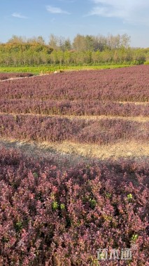 高度10厘米红叶小檗小苗