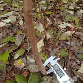 高度80厘米黄柏小苗