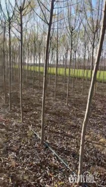 5公分柳树
