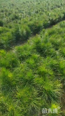 高度30厘米湿地松小苗