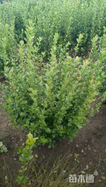 高度70厘米卫矛