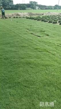 草卷状百慕大草