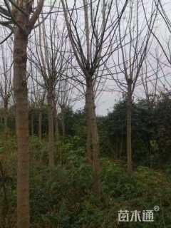 12公分金叶复叶槭