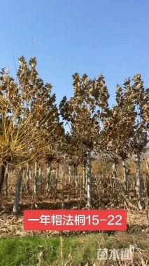 15公分法桐