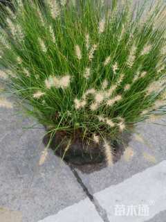 高度50厘米小兔子狼尾草