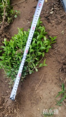 高度3040厘米瓜子黄杨小苗