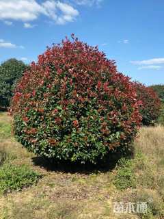 冠幅120厘米红叶石楠球