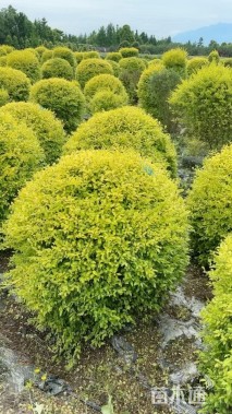 冠幅70厘米亮晶女贞球