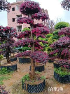 高度120厘米红花继木柱