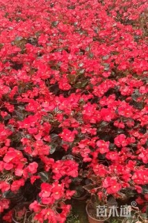 高度30厘米四季海棠