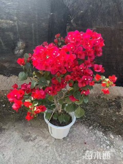 高度50厘米三角梅