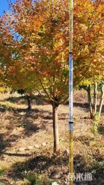 15公分日本红枫