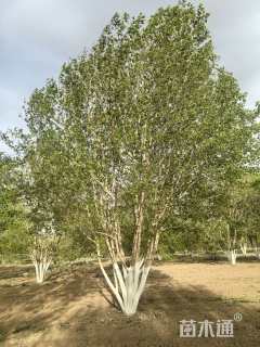 高度800厘米丛生五角枫