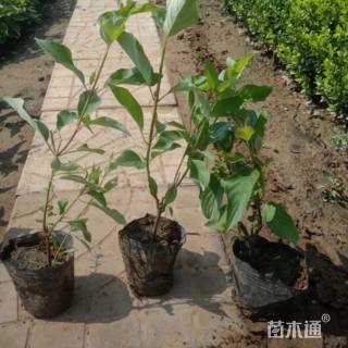 高度30厘米红王子锦带