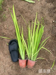高度15厘米黄菖蒲