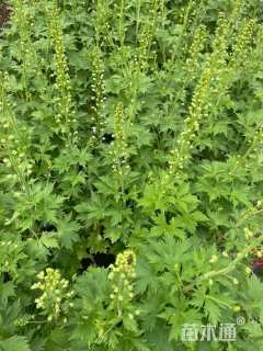 高度20厘米飞燕草