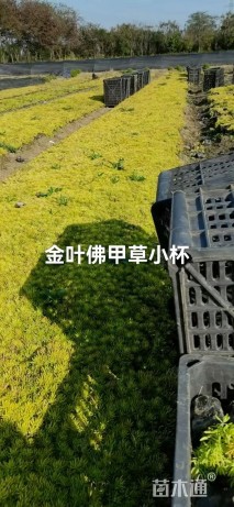 高度5厘米佛甲草