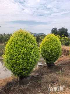 高度150厘米金冠女贞