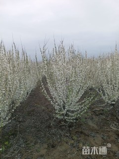 高度120厘米珍珠梅