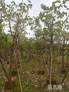 10公分红花羊蹄甲