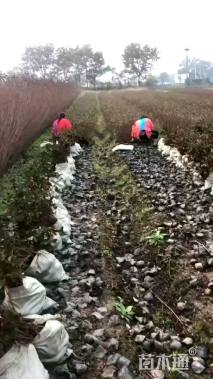 高度60厘米丛生红花紫薇