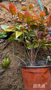 高度35厘米南天竹